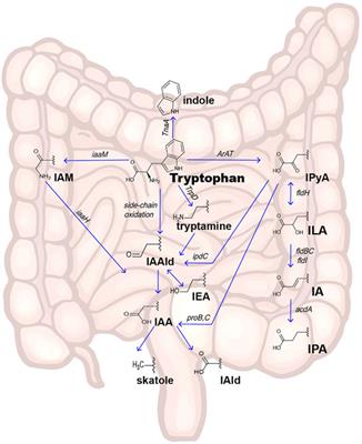 New Insights Into Gut-Bacteria-Derived Indole and Its Derivatives in Intestinal and Liver Diseases